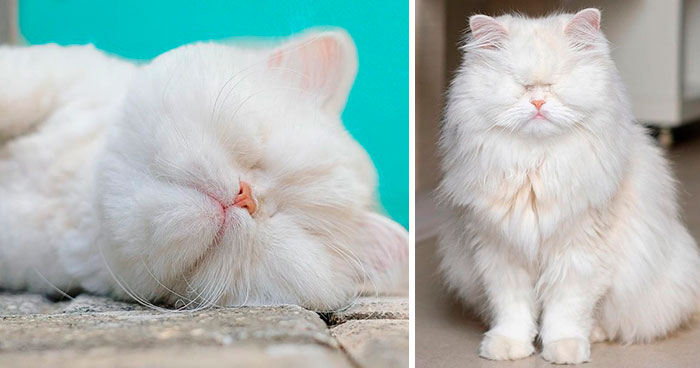Blind Persian Cat Gets A Second Chance In Life After Being Rescued From A Dirty Pet Shop Where She Lost Her Sight