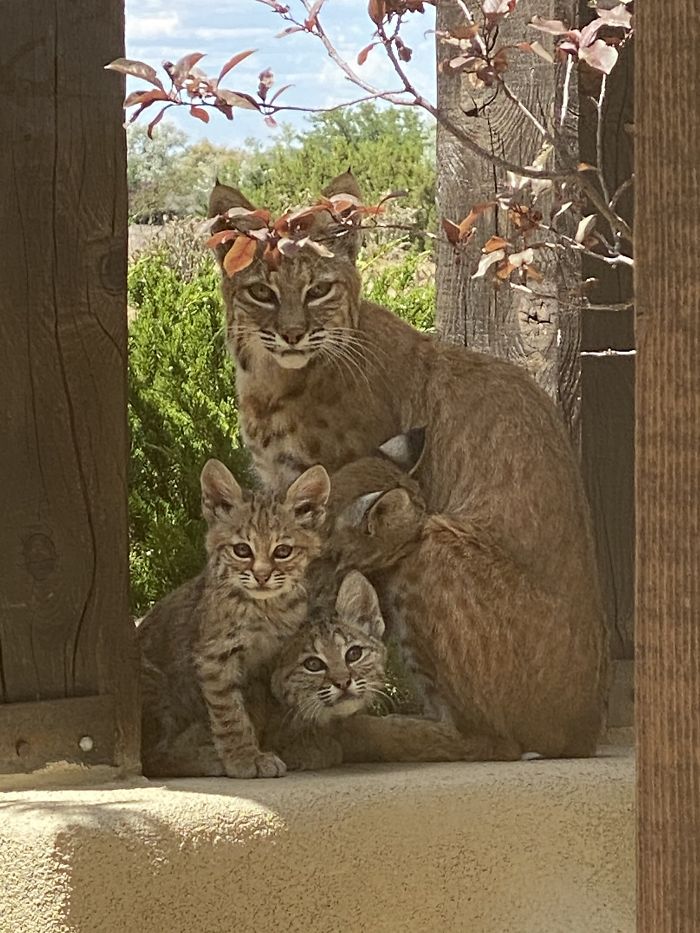 Woman Records A Bobcat Family Having A Blast On Her Front Porch