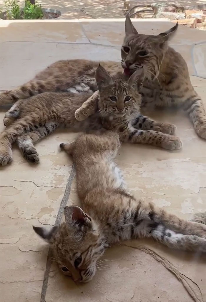Woman Records A Bobcat Family Having A Blast On Her Front Porch