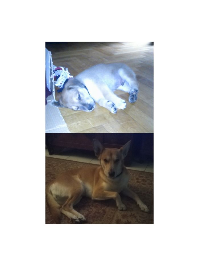 This Is Renzo At 1 Month Old First Day At Home And At 7 Years Oldtoday.he Will Alwaysbe My Baby