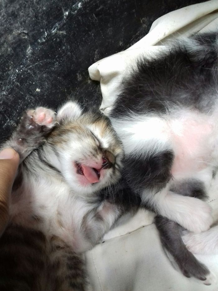 Don't Disturb Me Hooman. I Am A Kitten, I Am Sleepy