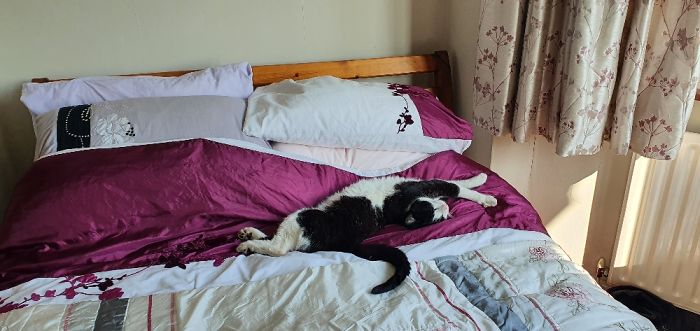 Seems Like 'Not My Cat' Has Found Himself A Warm Bed...