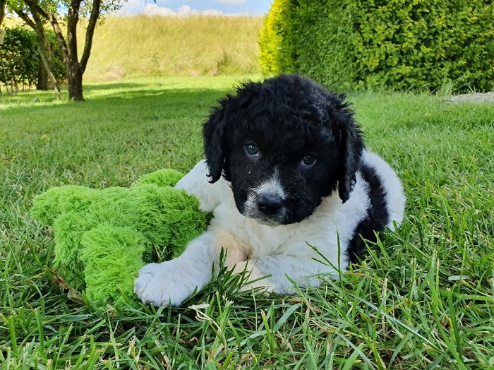 Fardou, 6 Weeks Old In This Picture