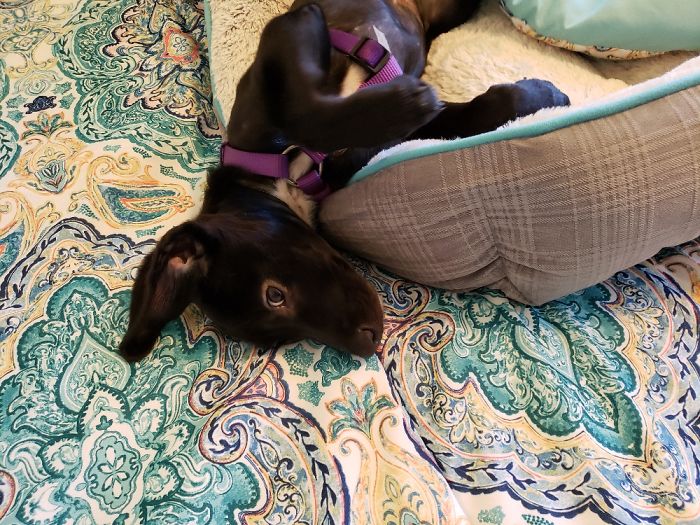 Our Rescue, Nova, Took No Time At All To Get Comfy And Cozy!