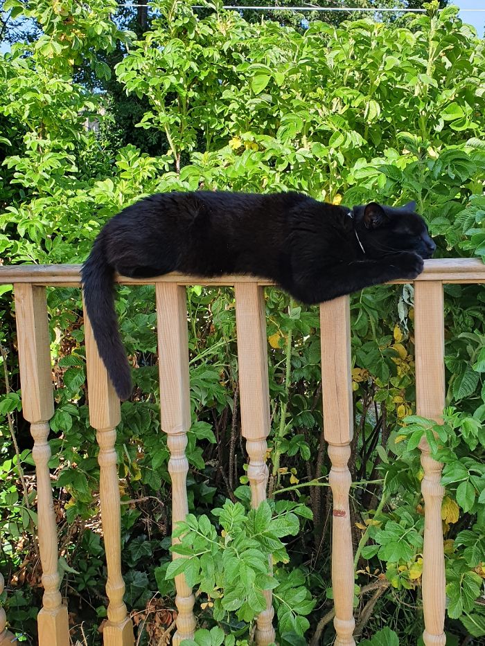 Nirmal Doing His Best Panther Impression In The Jungle Of The Back Garden.