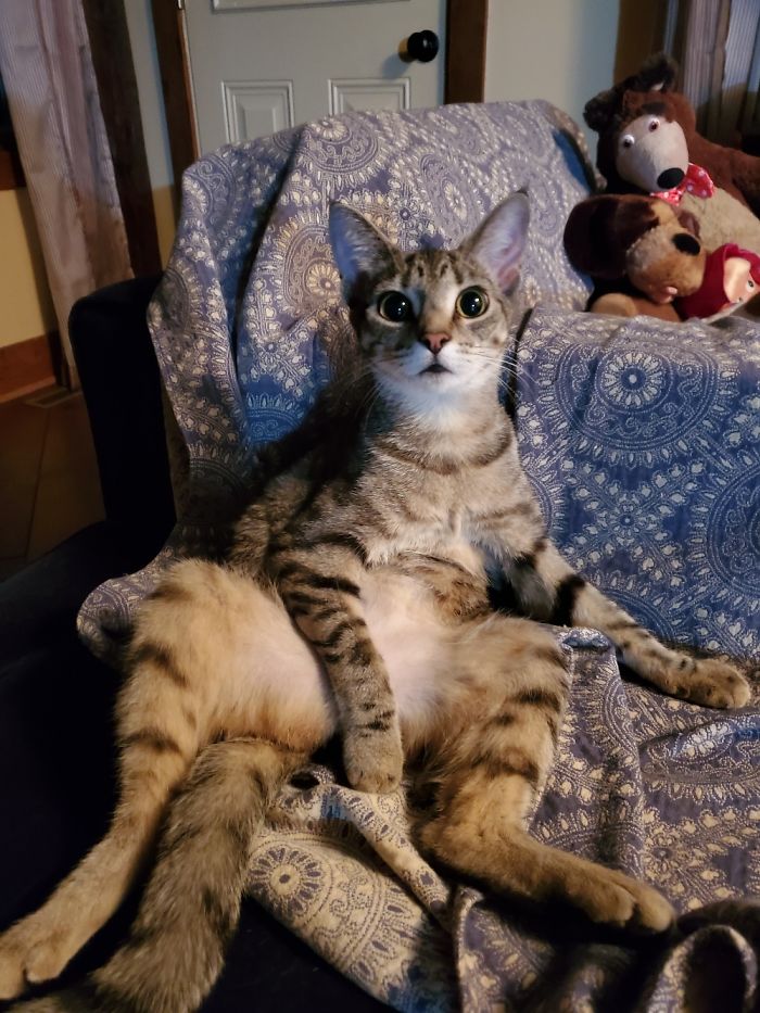 We Caught Our Cat Sittin Like A Hooman