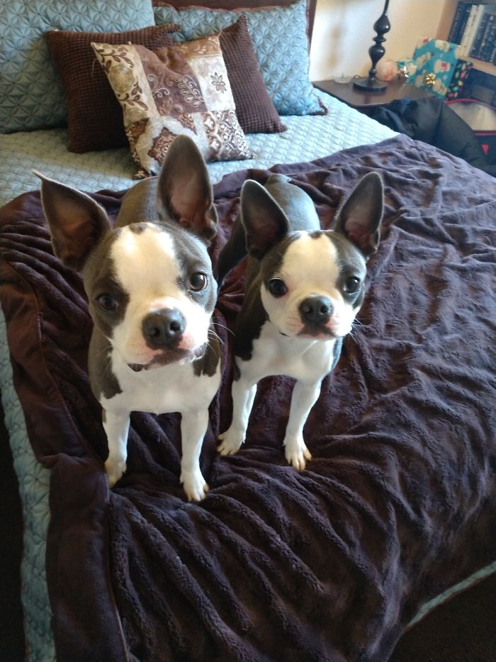 Double Trouble! Boston Terrier Sisters Luna And Ru