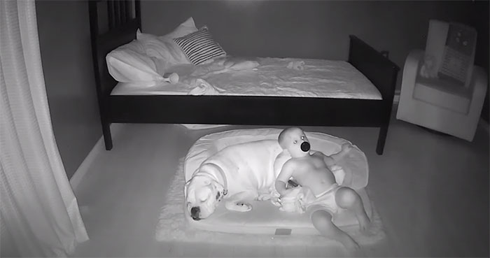 La cámara capta el adorable momento en que un niño pequeño se escapa de su cama para dormir con su perro