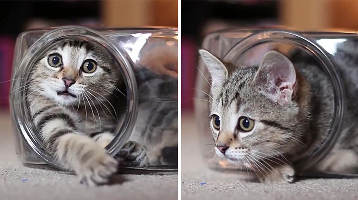 Video Of Kitten Having The Time Of His Life Inside Of A Fishbowl Goes Viral