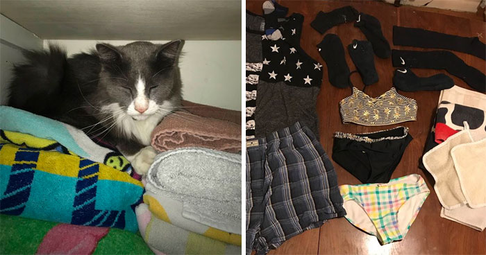 Woman Learns Her Cat Has Been Stealing Neighbors’ Laundry, Asks People To Identify Their Things And Shame The Cat