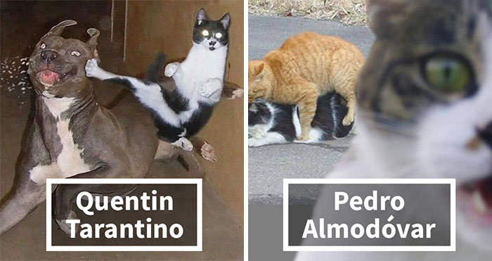 21 Hilarious Cat Versions Of Famous Movie Makers