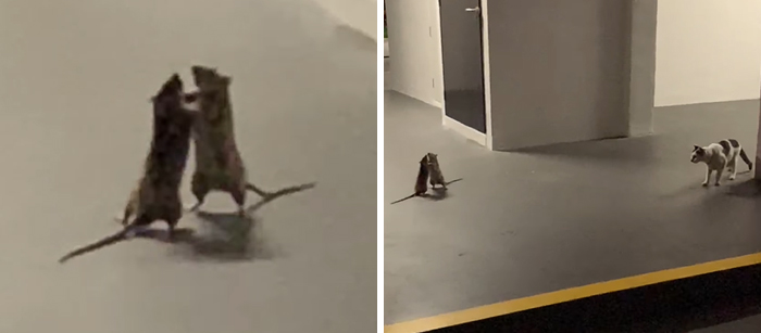 Está mujer captó en un divertido vídeo a un gato que observa a dos ratas peleándose