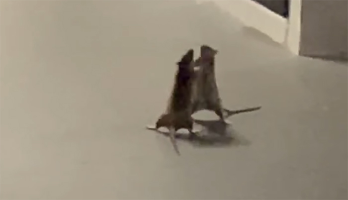 Está mujer captó en un divertido vídeo a un gato que observa a dos ratas peleándose