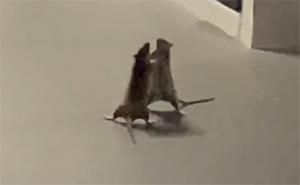 Woman Captures Hilarious Video Of A Cat Watching Two Rats Fight