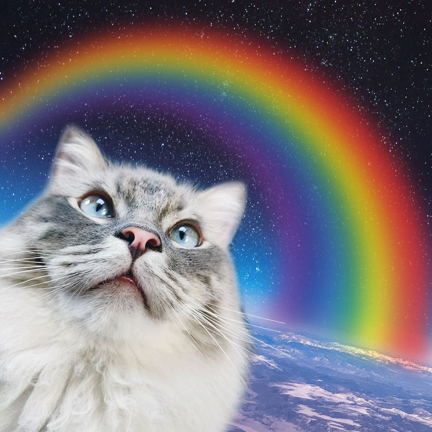 Space Cats!