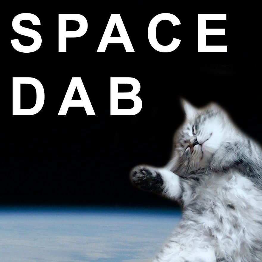 Space Cats!