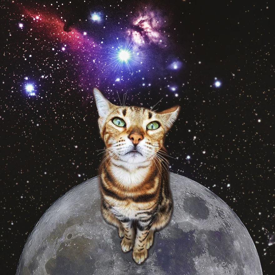 Space Cats!