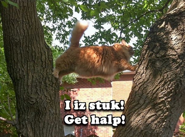 cat_climb_fail_i_iz_stuk_get_halp-5f07c041c732c.jpg