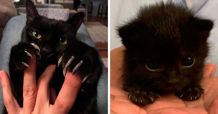 The Murder Mittens Group Is All About Cats Showing Off Their Claws And Here Are 40 Of The Most Scarily Cute Ones Bored Panda