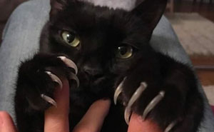 The ‘Murder Mittens’ Group Is All About Cats Showing Off Their Claws, And Here Are 40 Of The Most Scarily Cute Ones