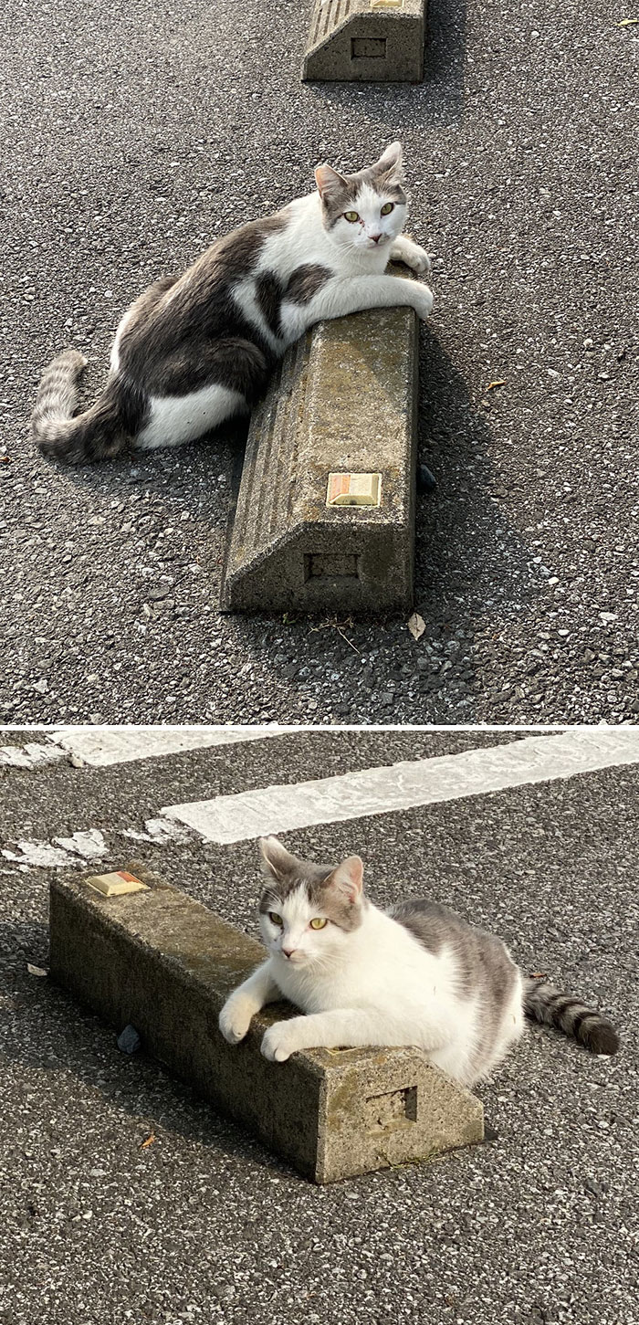 Cats-Sleeping-Parking-Lot-Curves