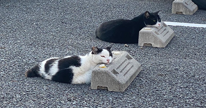 Someone Notices That Cats Use Parking Bumpers As Pillows, And 10 People Post Their Own Funny But Wholesome Pics