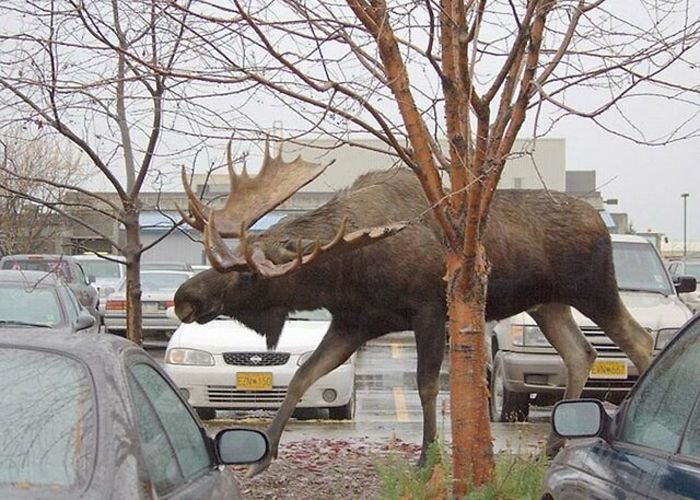 This Is How Huge A Moose Is