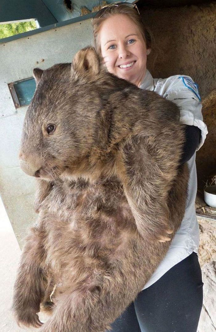 Patrick, el wombat más grande y anciano del mundo