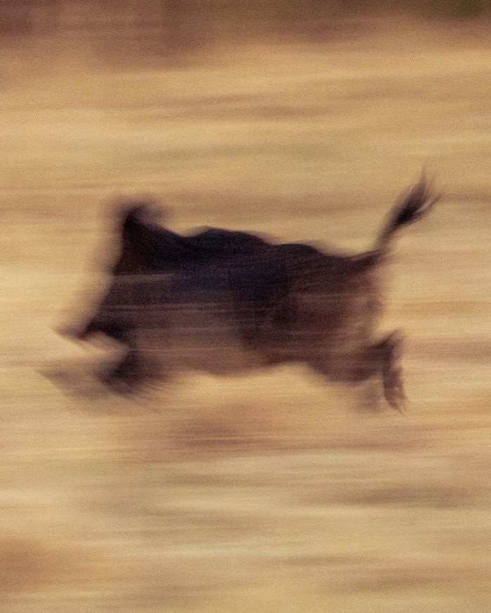 This Wild Boar Ran So Fast It Rendered Itself Into A Cave Painting