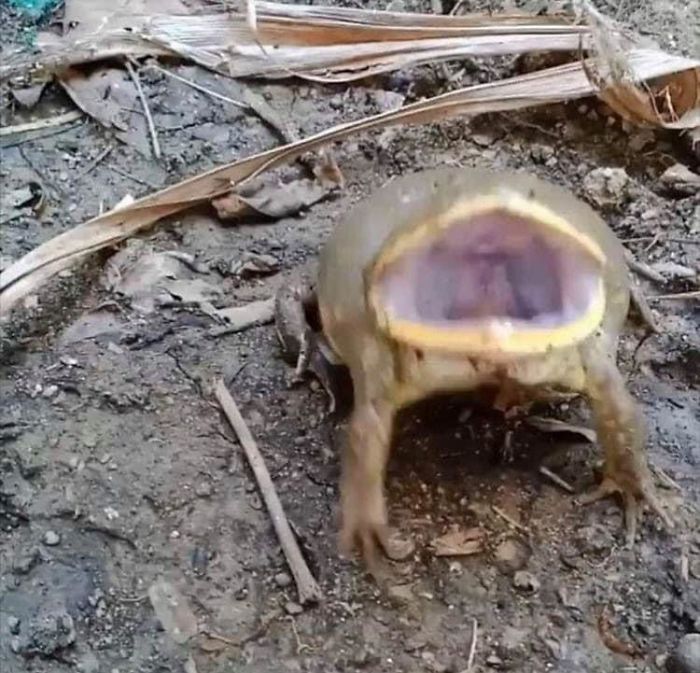 I Relate To This Frog At A Subconscious Level