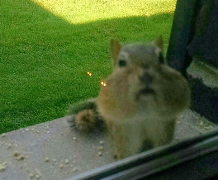 Hello, Your Out Of Birdseed.....refill Please