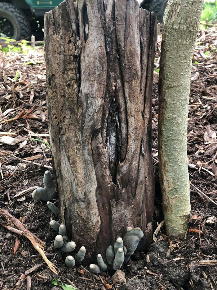 The 'Dead Man's Fingers' Fungus Looks As Creepy As It Sounds, And Here Are 6 Pics To Proʋe It