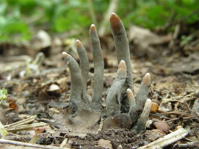 El hongo 'dedos del hombre muerto' se ve tan espeluznante como suena, y aquí hay 6 fotos para probarlo