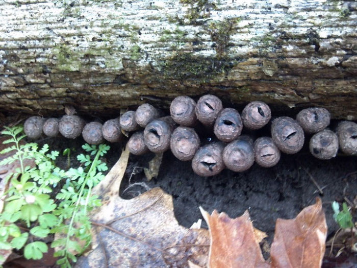 The 'Dead Man's Fingers' Fungus Looks As Creepy As It Sounds, And Here Are 6 Pics To Prove It