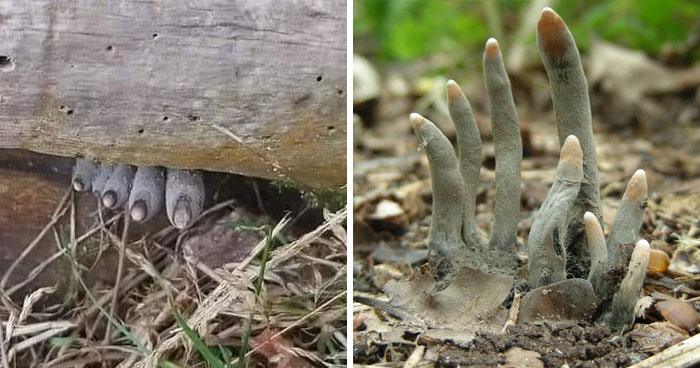 The ‘Dead Man’s Fingers’ Fungus Looks As Creepy As It Sounds, And Here Are 6 Pics To Prove It