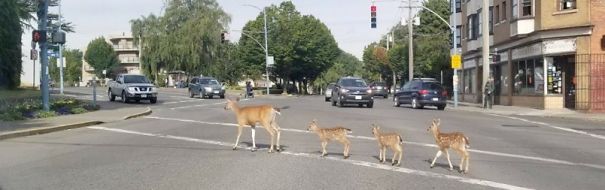 deer-triplets-Oak-Bay-Ave-5efff16813fc5.jpg