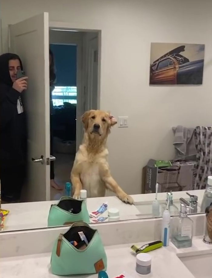 People Are Loving This Golden Retriever’s Confused Reaction To Finding His Owner In The Mirror During Hide And Seek