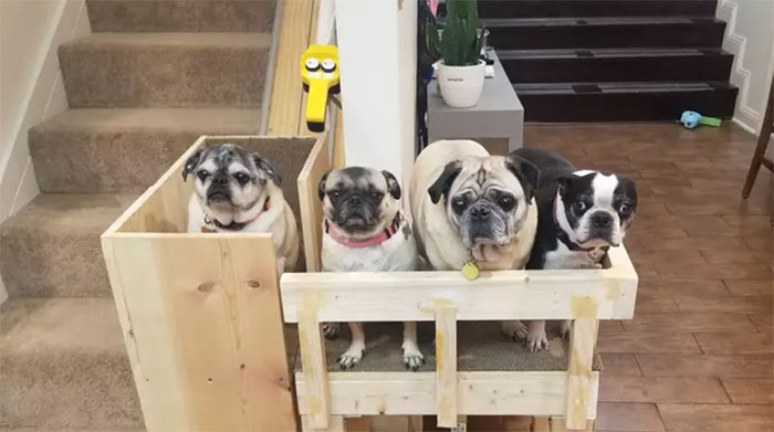 Dog Owner Builds A ‘Doggie-Vator’ Stairlift For Her Three Elderly Rescued Pugs And People Find It Adorable