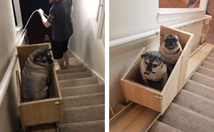 Dog Owner Builds A ‘Doggie-Vator’ Stairlift For Her Three Elderly Rescued Pugs And People Find It Adorable