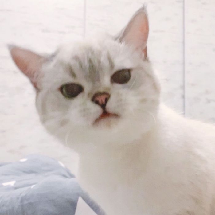 Expressive-Cat-Nana