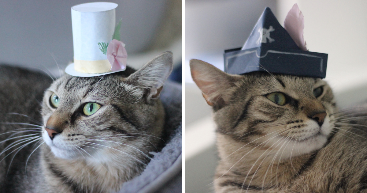 I Made Tiny Hats For My Foster Cat To Help Her Get Adopted | Bored Panda