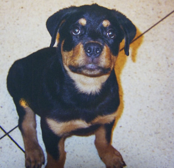My Little Rott!!! Pilon When He Was Two Months Old!!!