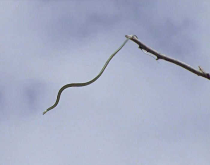 Apparently, Flying Snakes Are Now A Thing And It Proves That 2020 Isn’t Done With Us Yet