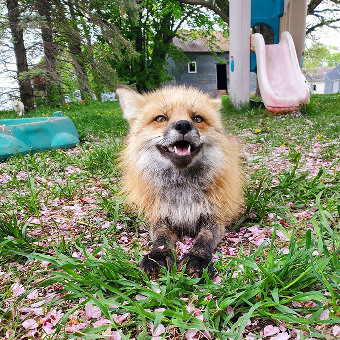 Someone Has Recorded How Foxes Sound When They're Enjoying Belly Rubs And It's Too Cute