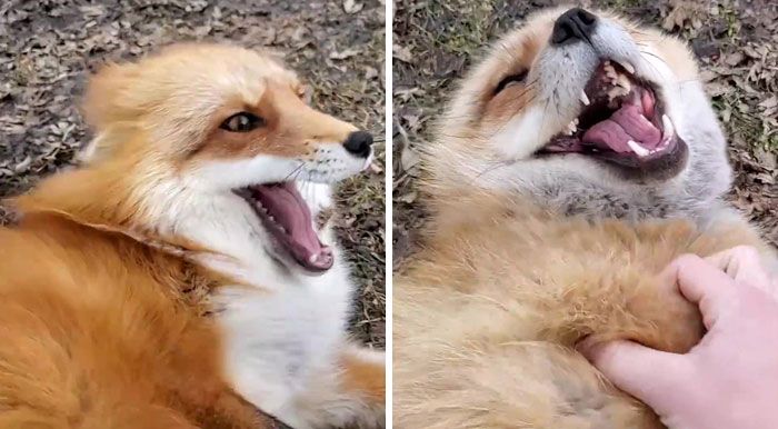 Someone Has Recorded How Foxes Sound When They're Enjoying Belly Rubs And  It's Too Cute | Bored Panda