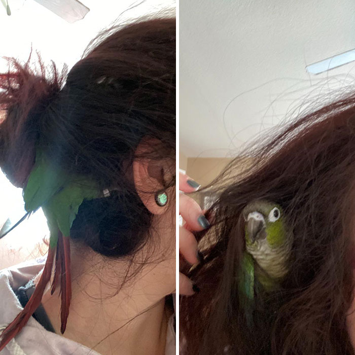 This Is Gizmo. He Likes To Burrow And Make Homes Out Of My Wife’s Hair