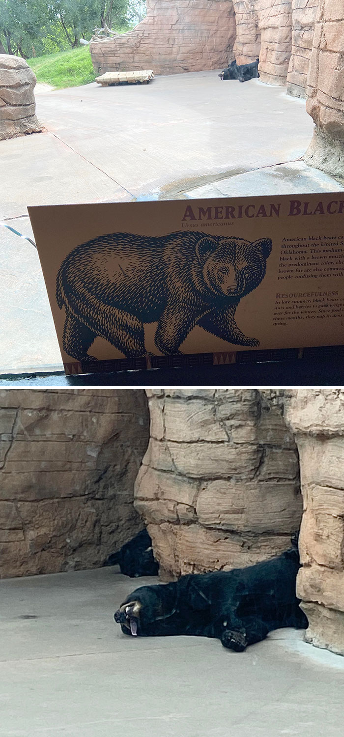 I Was Looking Through Pics I Took At The Zoo Today And Found This Dramatic Black Bear