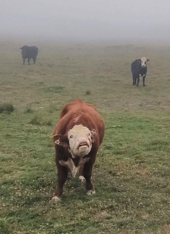 This Cow I Saw The Other Day Whilst I Was On A Run