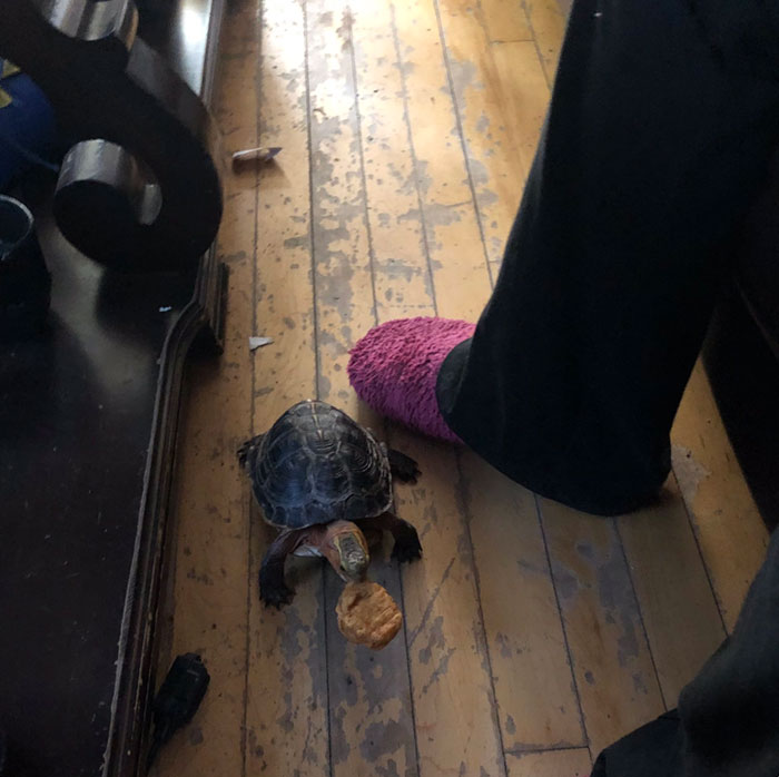 My Parents Have A Pet Tortoise And He Walks Around The House. Today He Found A Chicken Nugget Under The Couch And Brought It To Them As A Gift