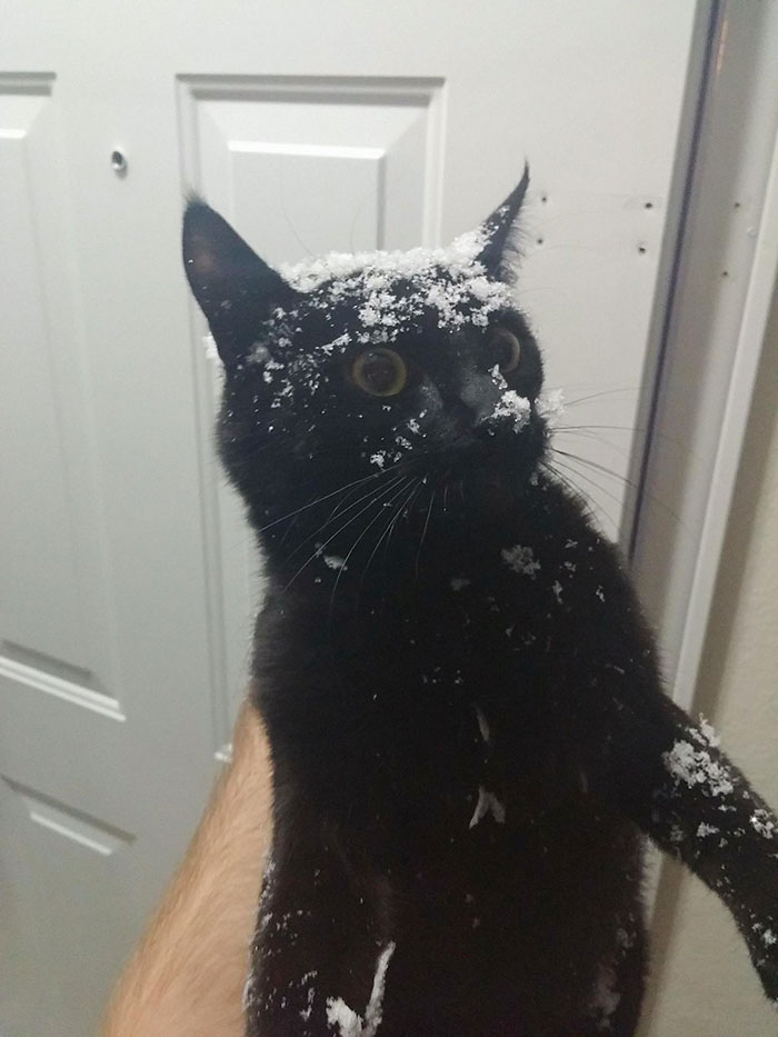 Mi gato tras intentar salir corriendo por la puerta y chocarse con un muro de nieve
